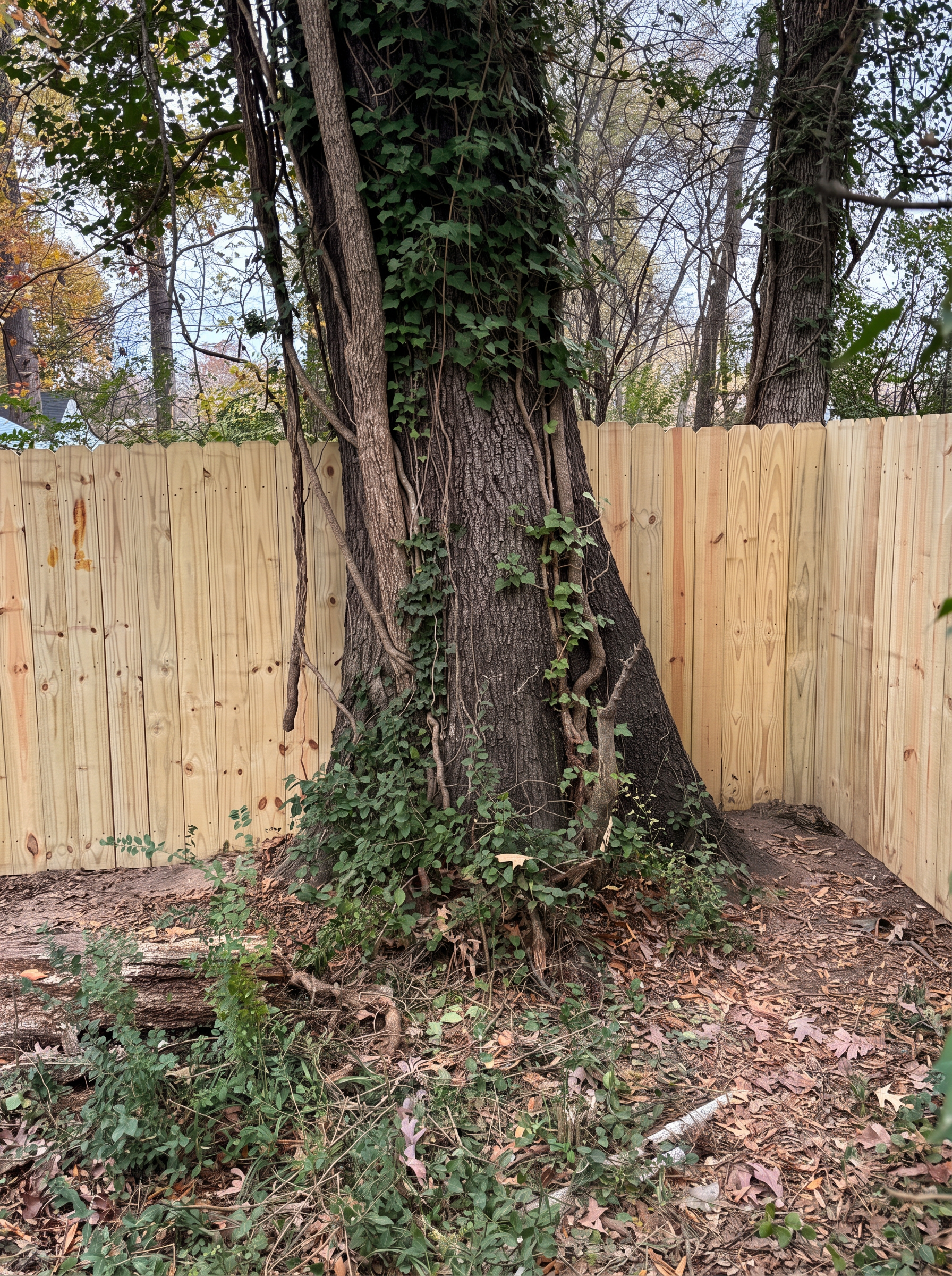 Close view of wood privacy fence meeting an ivy-covered tree