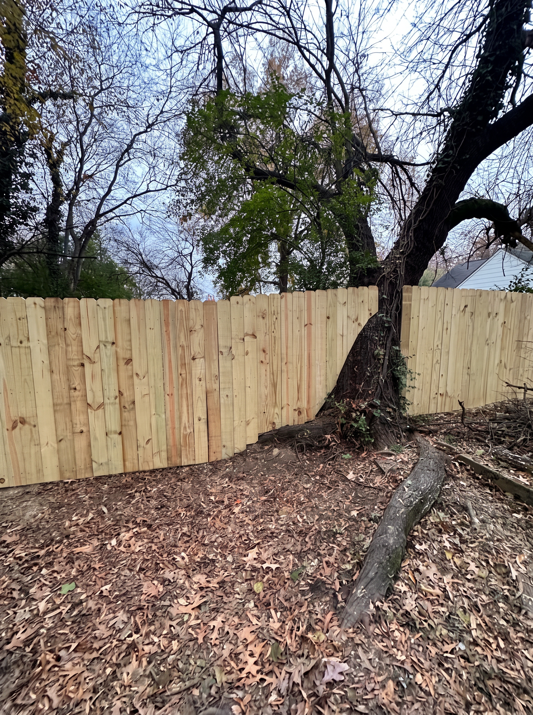Wood privacy fence fitted around a mature tree on a wooded slope